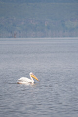 pelican on the Nakuru lake