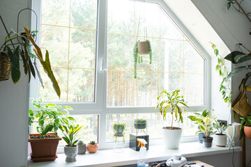 Potted house plants on the window sill there are windows in the attic in the interior of the living room of the house © Ольга Симонова