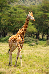 giraffe walking in the nakuru