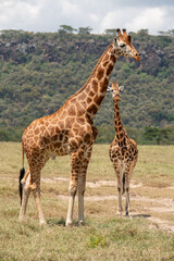 giraffe walking in the nakuru