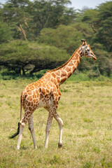 giraffe in the wild