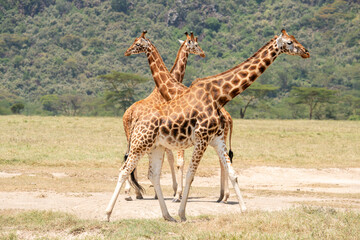Three giraffes close together.