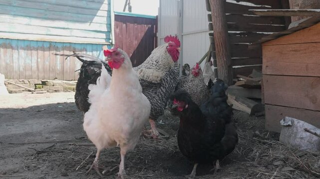 Chickens and roosters roam freely.  home farm, poultry farming, organic farming concept