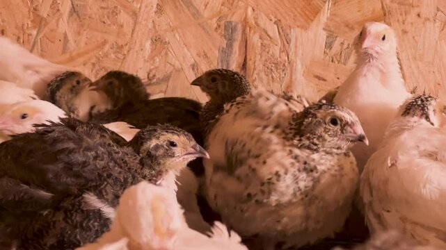 
A small quail chick brooder with a heat lamp keeps the chicks warm in an organic poultry farm. Little quails on a poultry farm