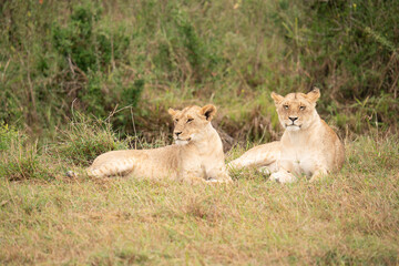 Two lionesses resting on the grass, Masai Mara National Park