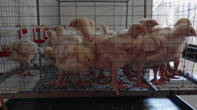 Close view of 1-week old chicks drinking water inside broiler chicken breeding farm inside cage