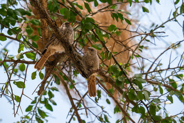 Rufous-tailed Weaver on a tree branch