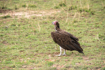 A vulture stands on the lawn of the Masai Mara National Park