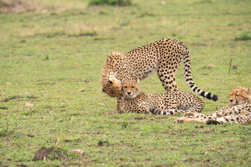 A mother cheetah caressing her cub, Masai Mara National Park