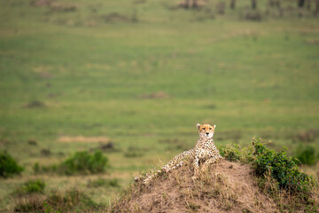 Cheetahs in the Grasslands