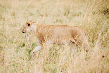 A lioness roaming the savannah, Masai Mara National Park