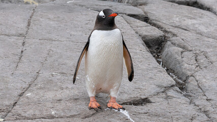Close up portrait of one gentoo penguin standing in snow. Antarctica