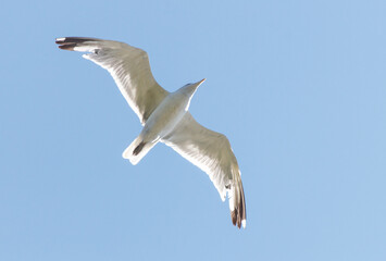A white bird is flying in the sky