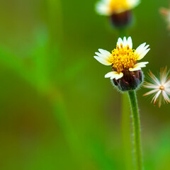 Obraz premium flower plant flora illustration fake, photo art 