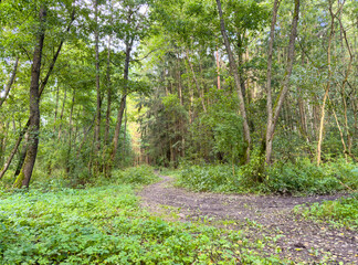 A forest path with trees and bushes