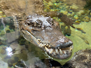 A crocodile is swimming in a pool with its mouth open