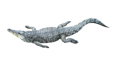 A crocodile laying on its back with its head sticking out