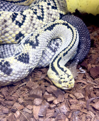 A snake is curled up on the ground with a yellow and black striped pattern