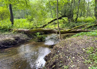 Schapenvacht deken A stream of water flows through a forest © schankz