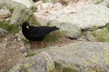 black raven on a rock