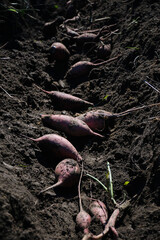 Fototapeta premium 豊作のサツマイモ