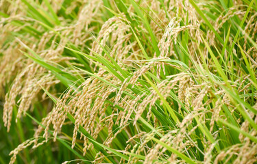 稲穂