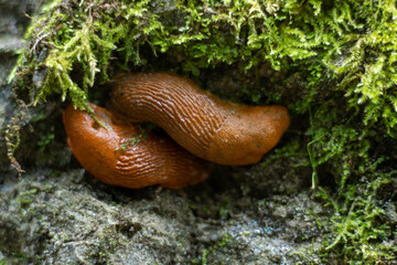 Two brown slugs on moss. Wild animal