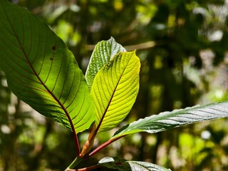 kratom leaves in tropical nature borneo