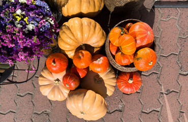 garden arrangement with pink autumn flowers, plants and pumpkins 