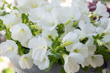 White petunia. Surfinia flower buds. Summer petal plant background