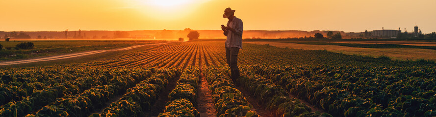 Farmer using smartphone in cultivated soybean field in summer sunset