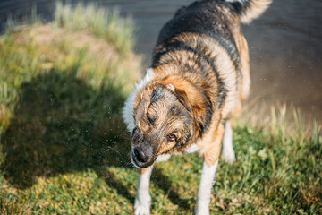 Wet Mixed Breed Dog. Dog Shaking Off Water. Dog Shakes Off Drops Of Water After Swimming In Summer...