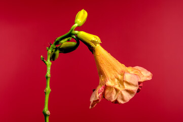 Blooming orange Bignonia capreolata on a red background