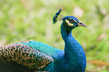 Fototapeta premium portret pawia