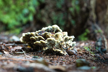 moss and mushroom on the tree