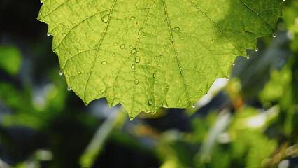 Leaf Green Closeup Fresh Bright Natural Vivid Lush Dewy Beautiful