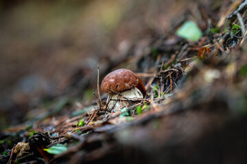 mushroom in the forest