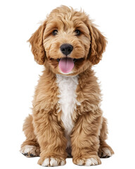 Happy labradoodle dog puppy sitting up facing front. Looking straight to camera with tongue out. Isolated cutout on a transparent background.
