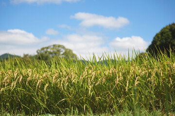Autumn ears of rice,blue sky	