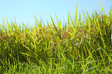 Autumn ears of rice,blue sky	