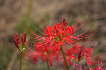 Sunset of Red spider lilies,lycoris ,radiata