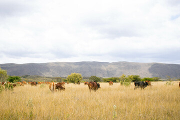 Cattle grazing in an open pasture in the countryside 