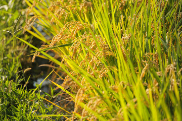 A field of golden rice with evening sun