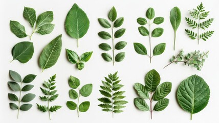 Fototapeta premium A beautiful collection of soft green leaves from various trees, meticulously arranged and isolated on a clean white background.