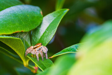 つぶらな瞳で空を見上げるハエトリグモ