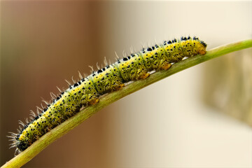 Caterpillar on a green leaf