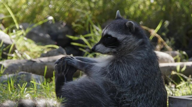 Adorable little raccoon plays with small rock in sunny green forest