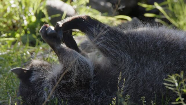 Closeup animal behaviour: Raccoon has fun playing with small rock