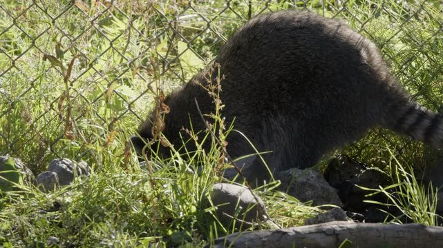 Cute, chubby raccoon digs in rocky dirt near chain link fence