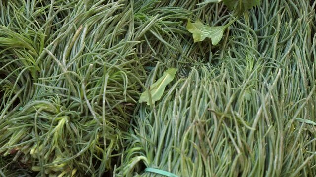 Fresh agretti neatly arranged at a vibrant fruit and vegetable market in central Italy, showcasing local produce.